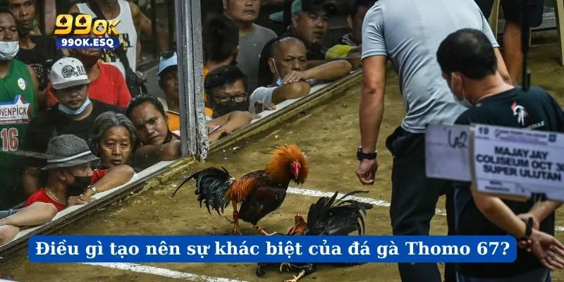 Điều gì tạo nên sự khác biệt của đá gà Thomo 67?