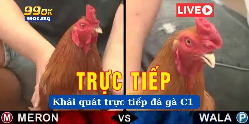 Khái quát rực tiếp đá gà C1